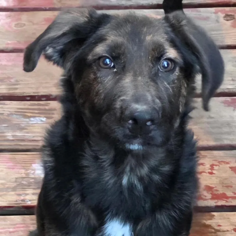 A baby medium-sized male Black Mixed Breed dog named Jack for adoption in Farmersville, OH
