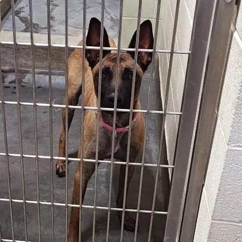 An adult large-sized female Brown / Chocolate Belgian Shepherd / Malinois dog named Dulce for adoption in Upland, CA