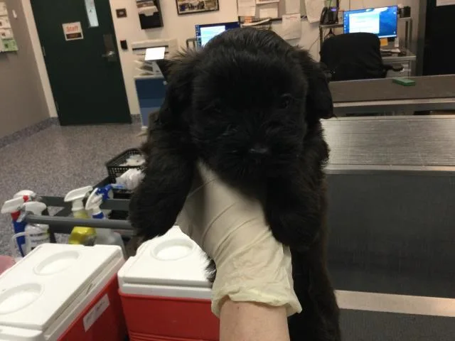 A baby small-sized female Shih Tzu dog named A for adoption in Thousand Palms, CA