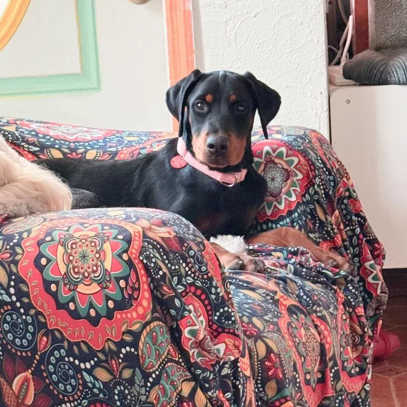 Piper