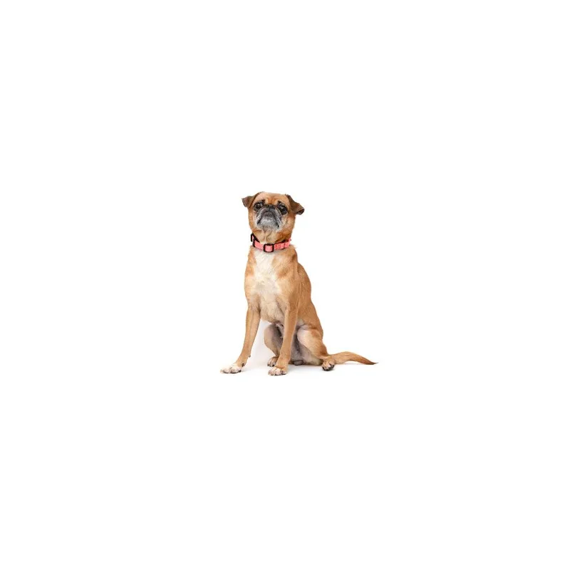 An adult small-sized female Brown / Chocolate Mixed Breed dog named Jolena for adoption in Playa Vista, CA