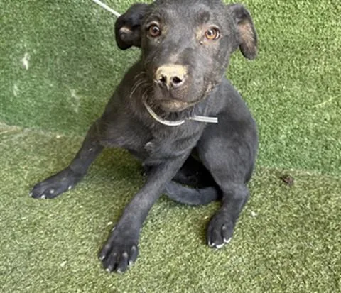A baby medium-sized female Labrador Retriever dog named Olive for adoption in Lancaster, CA