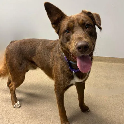 A young large-sized male German Shepherd Dog dog named Chuco for adoption in Aurora, CO
