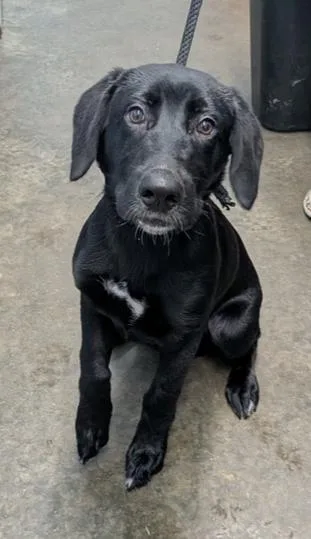 A baby medium-sized male Black Labrador Retriever dog named Samurai for adoption in Evansville, IN