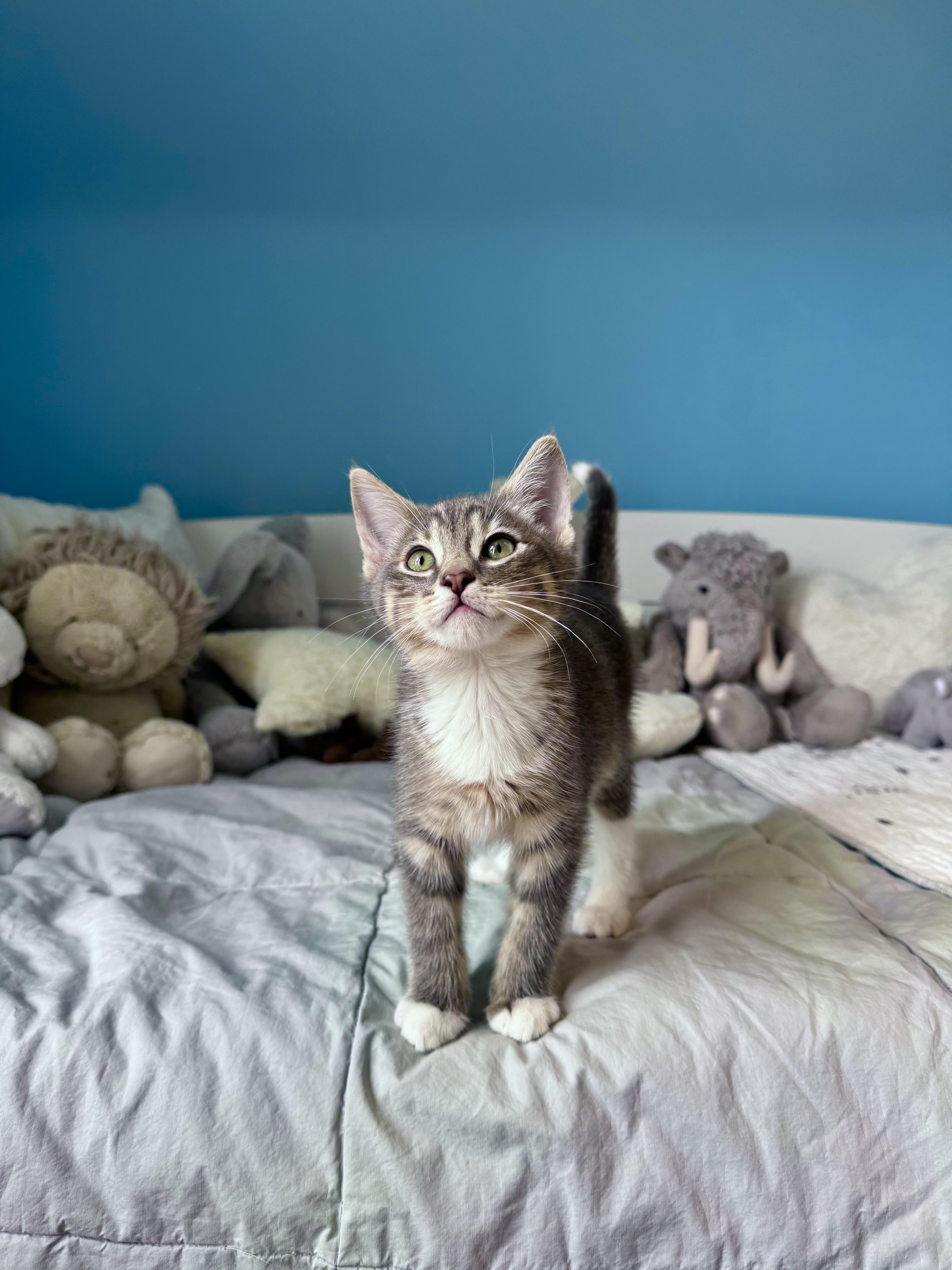 A baby large-sized male Tabby (Gray / Blue / Silver) Domestic Short Hair cat named Biscuit for adoption in Ramsey, NJ