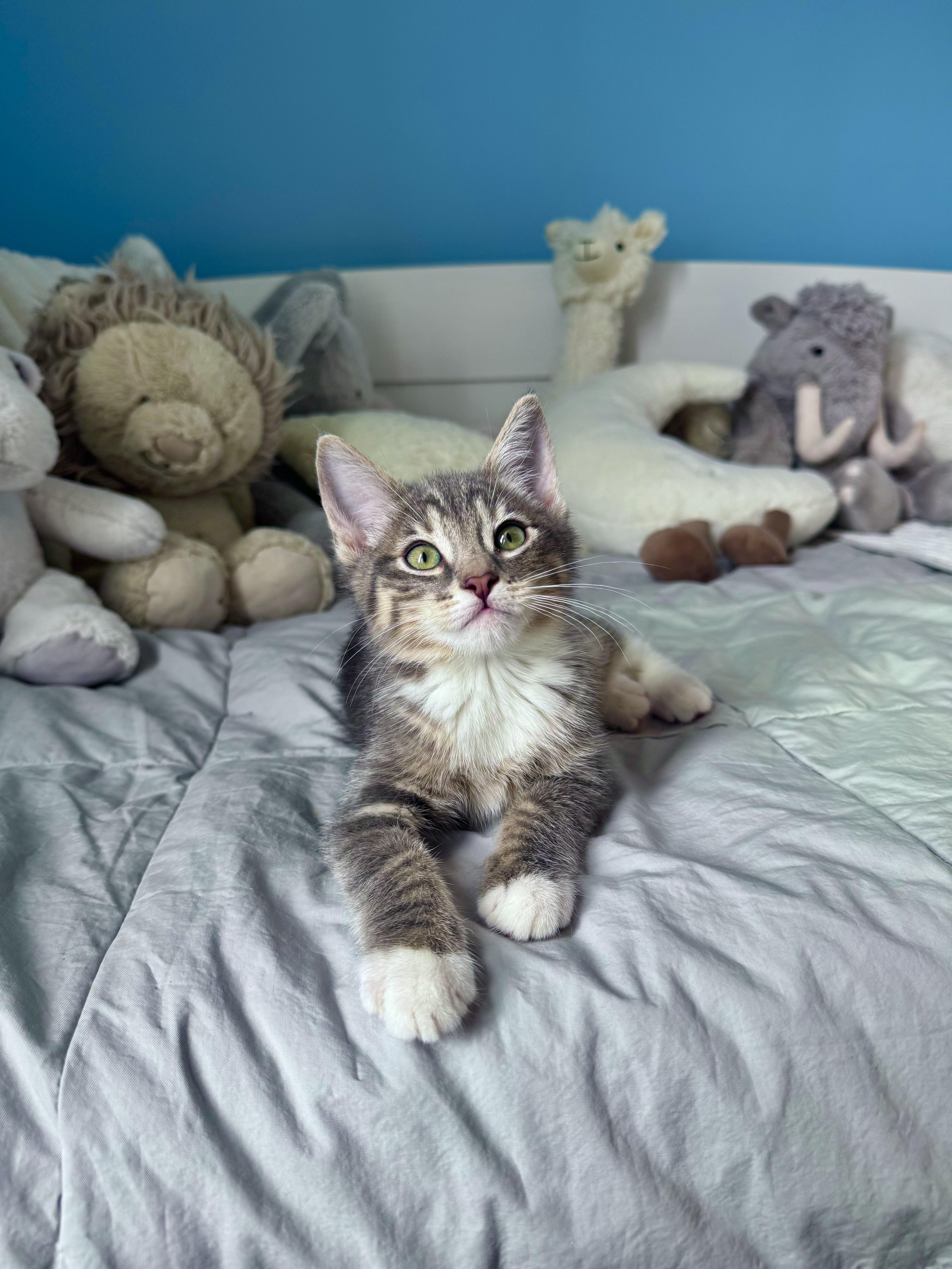 Biscuit thumbnail 2