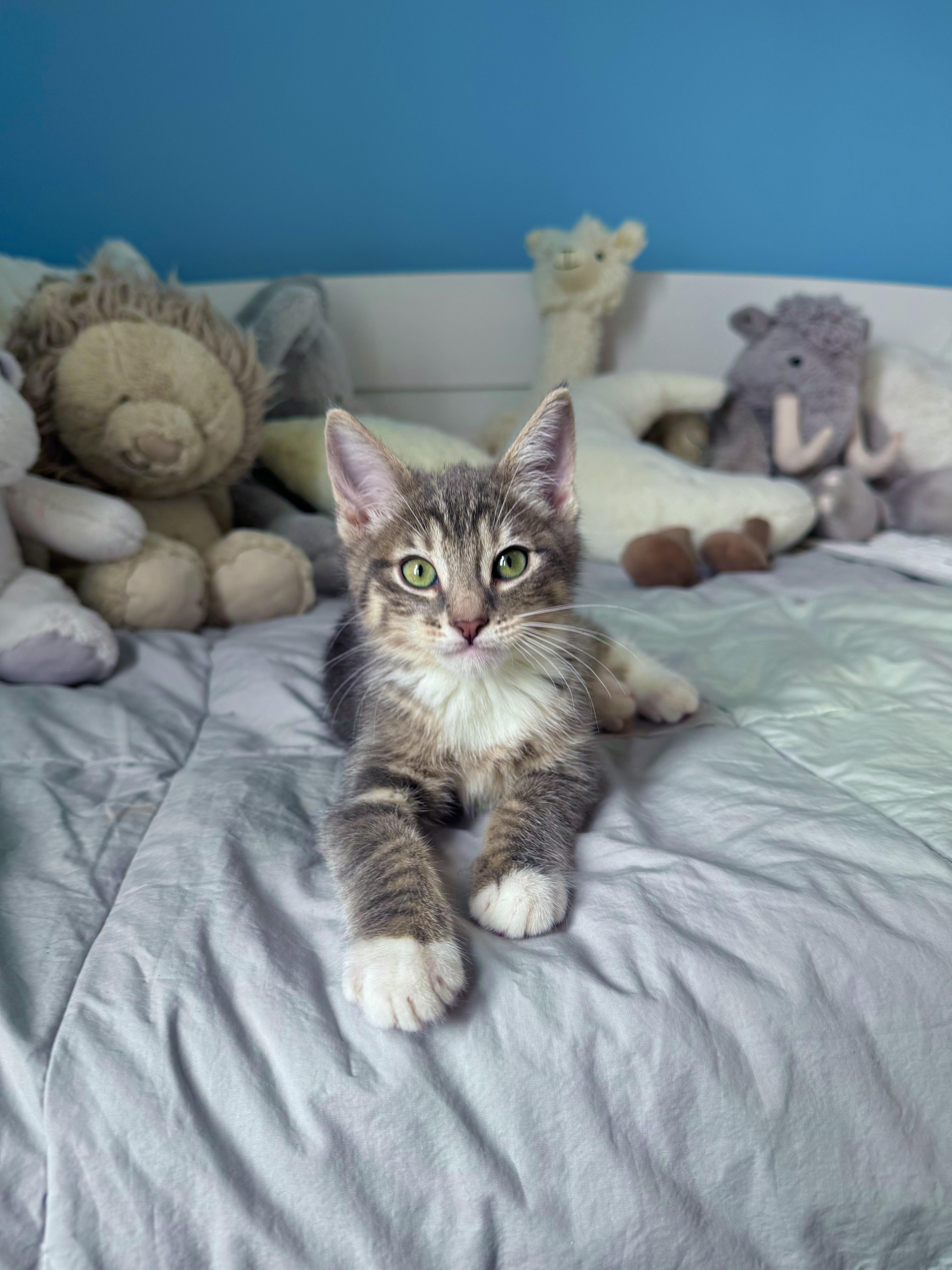 Biscuit thumbnail 4