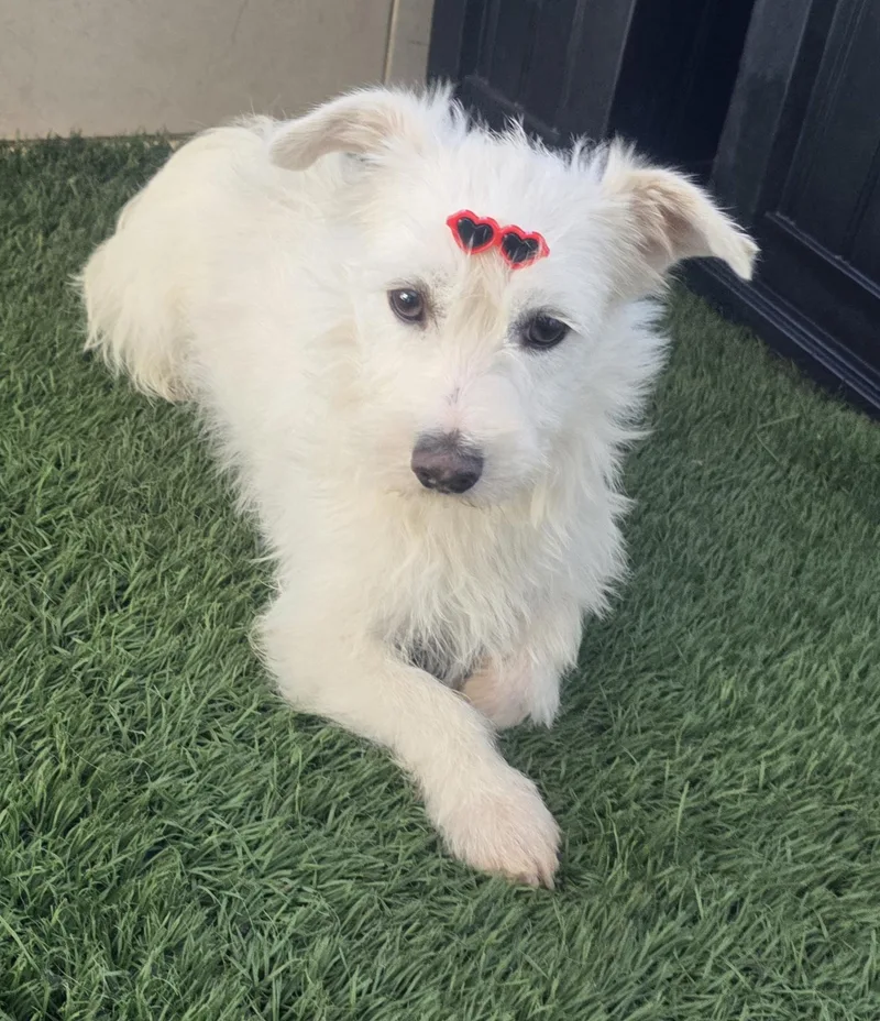 A young small-sized female White / Cream Miniature Poodle dog named Gina for adoption in Fallbrook, CA