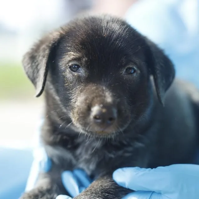 A baby small-sized male Shepherd dog named Clark for adoption in San Antonio, TX