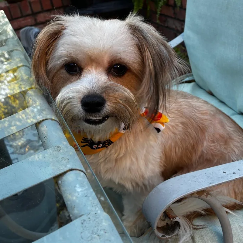 An adult small-sized male White / Cream Maltese dog named Sammy for adoption in Cordova, TN