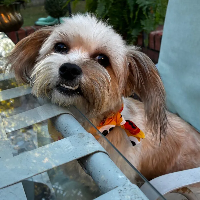 Sammy thumbnail 2