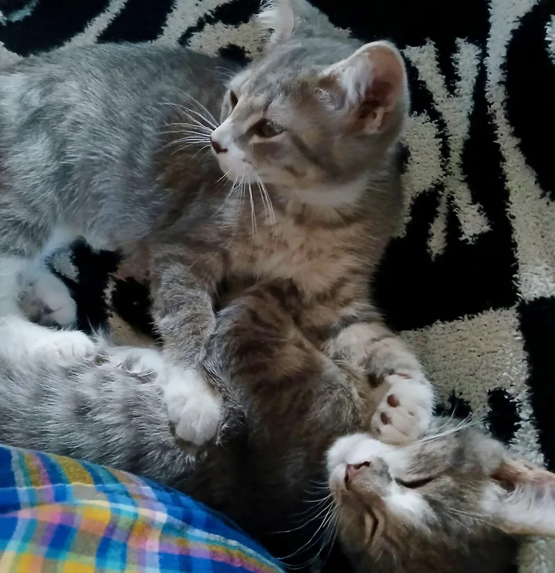 A baby medium-sized female Tabby cat named Maple & Mazie for adoption in The Dalles, OR