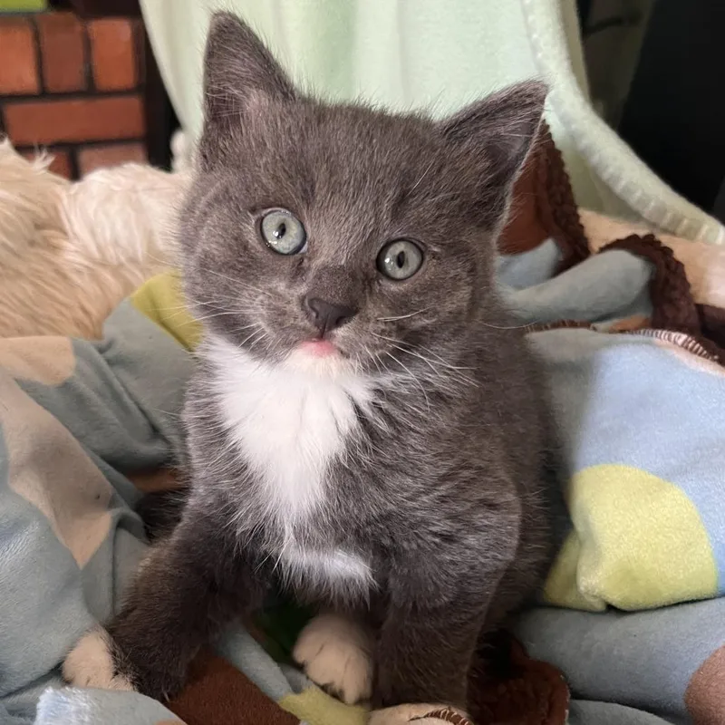 A baby small-sized female Gray / Blue / Silver Domestic Short Hair cat named Nutella for adoption in Laramie, WY