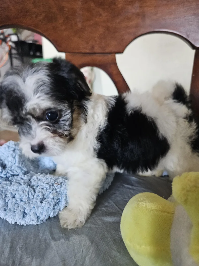 A baby small-sized female Black Maltese dog named Paris for adoption in Los Angeles, CA