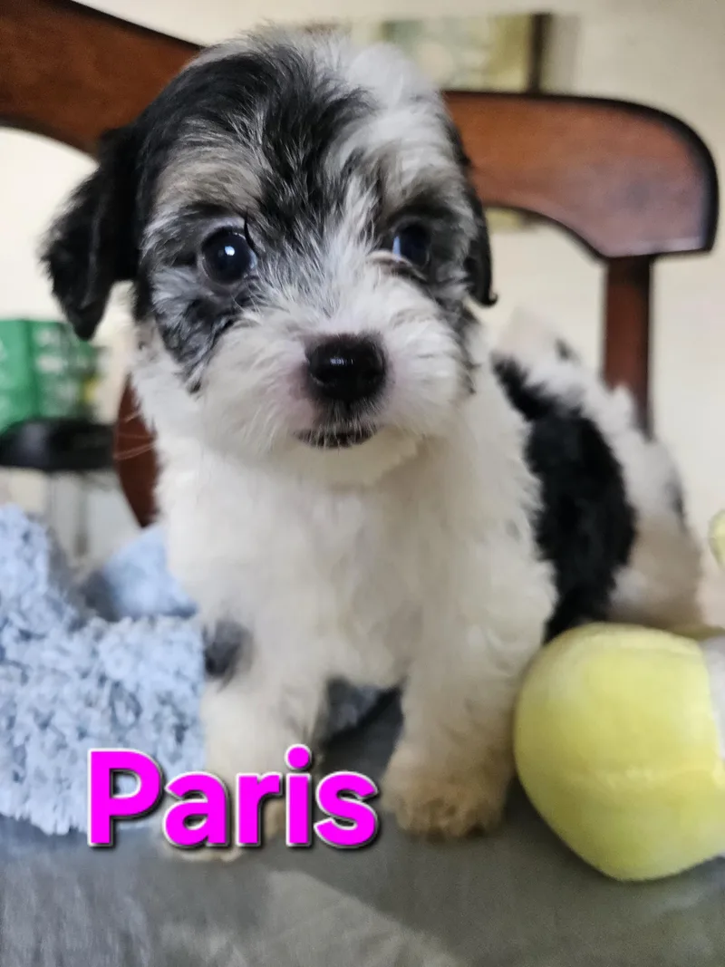 Paris thumbnail 2