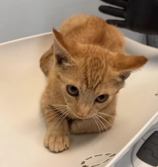 A baby small-sized male Domestic Short Hair cat named Boston Baked Bean for adoption in San Diego, CA