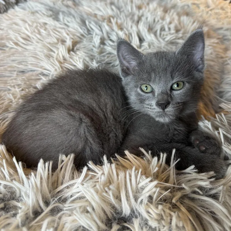 A baby small-sized male Gray / Blue / Silver Domestic Short Hair cat named Colby for adoption in Kyle, TX