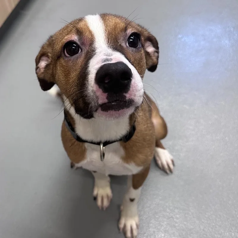 A baby small-sized male Brown / Chocolate Boxer dog named Rocky for adoption in Mount Vernon, IN