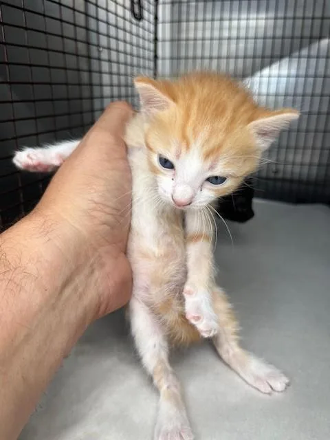 A baby small-sized male Domestic Short Hair cat named Cheetos for adoption in Miami, FL
