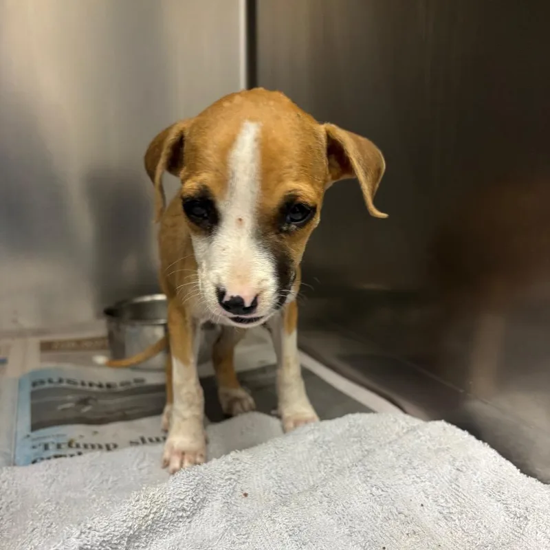 A baby small-sized female Terrier dog named Tiny Tiff for adoption in Corpus Christi, TX