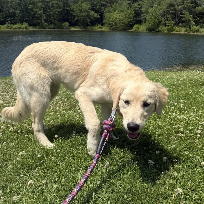 A baby medium-sized female White / Cream Golden Retriever dog named Freya for adoption in Pelham, NH