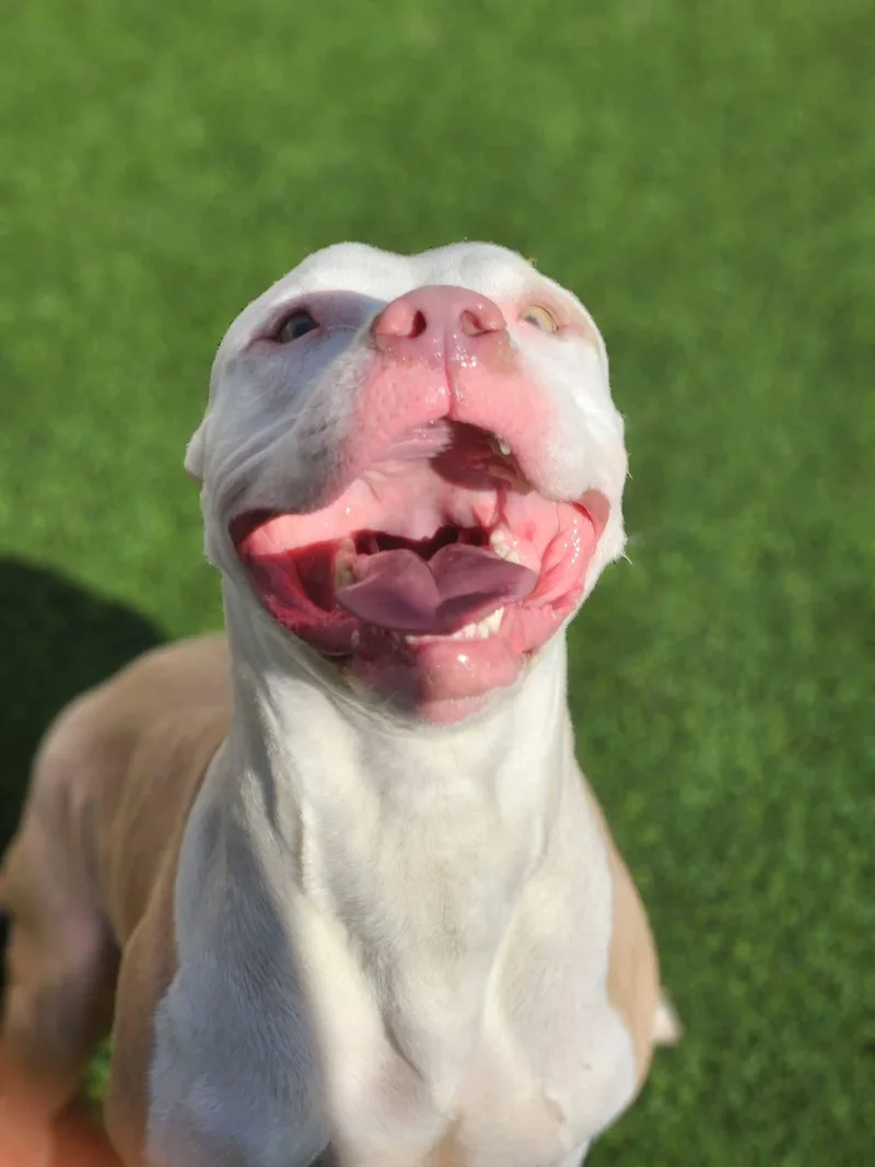An adult medium-sized male White / Cream Pit Bull Terrier dog named Sokka for adoption in Allen, TX