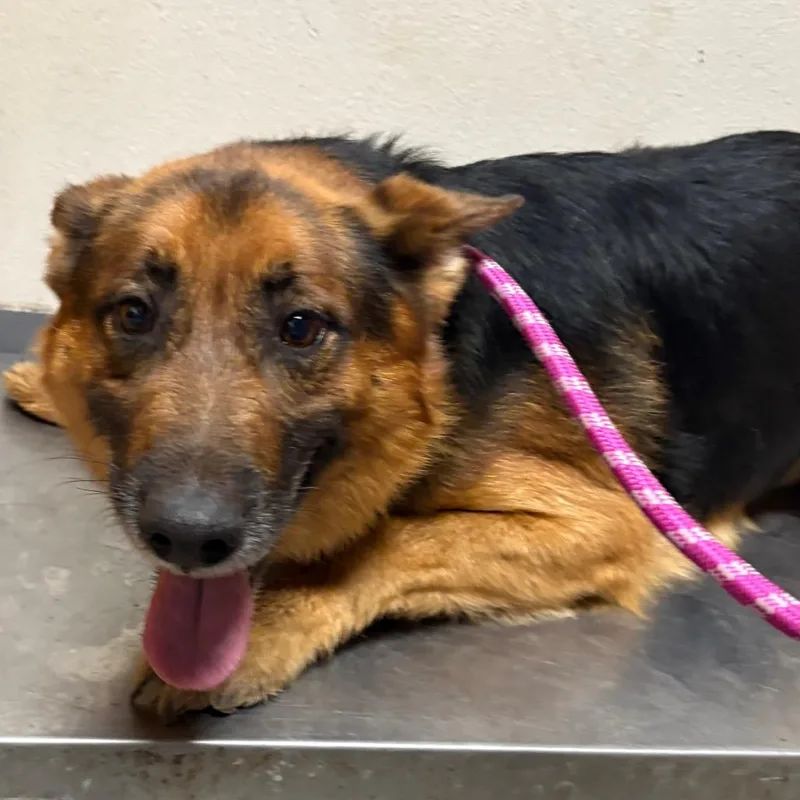 An adult medium-sized male Black Shepherd dog named Datson for adoption in Yuma, AZ