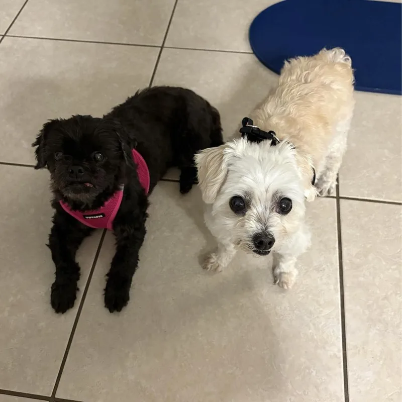 A senior small-sized female Black Shih Tzu dog named Lexie for adoption in Orlando, FL