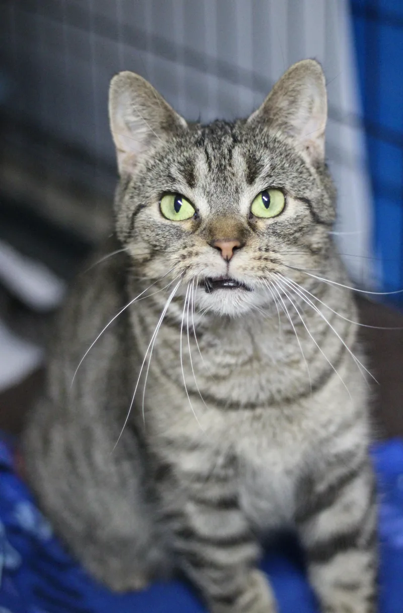 An adult medium-sized female Tabby (Brown / Chocolate) Domestic Short Hair cat named Lill for adoption in Avon Lake, OH