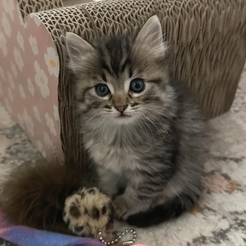 International Pizza thumbnail 2