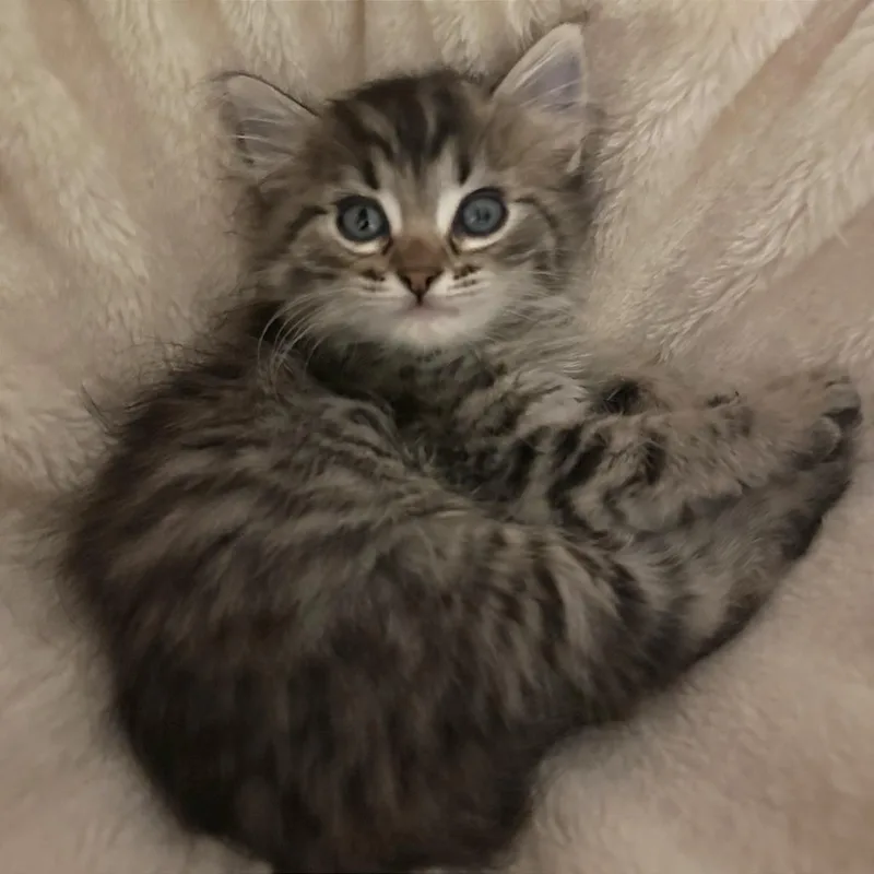 International Pizza thumbnail 4