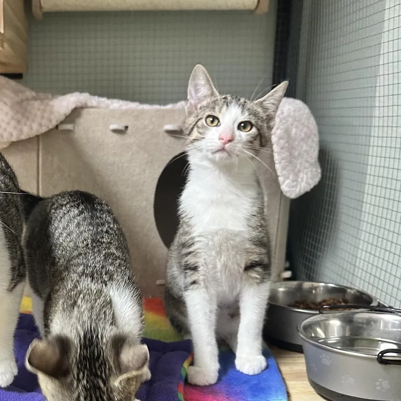 A baby small-sized male Gray / Blue / Silver American Shorthair cat named Hoover for adoption in North Port, FL