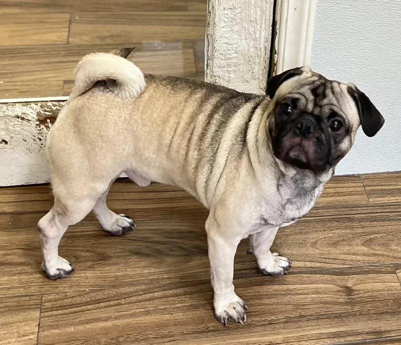 A young small-sized male Yellow / Tan / Blond / Fawn Pug dog named Milo for adoption in Los Angeles, CA