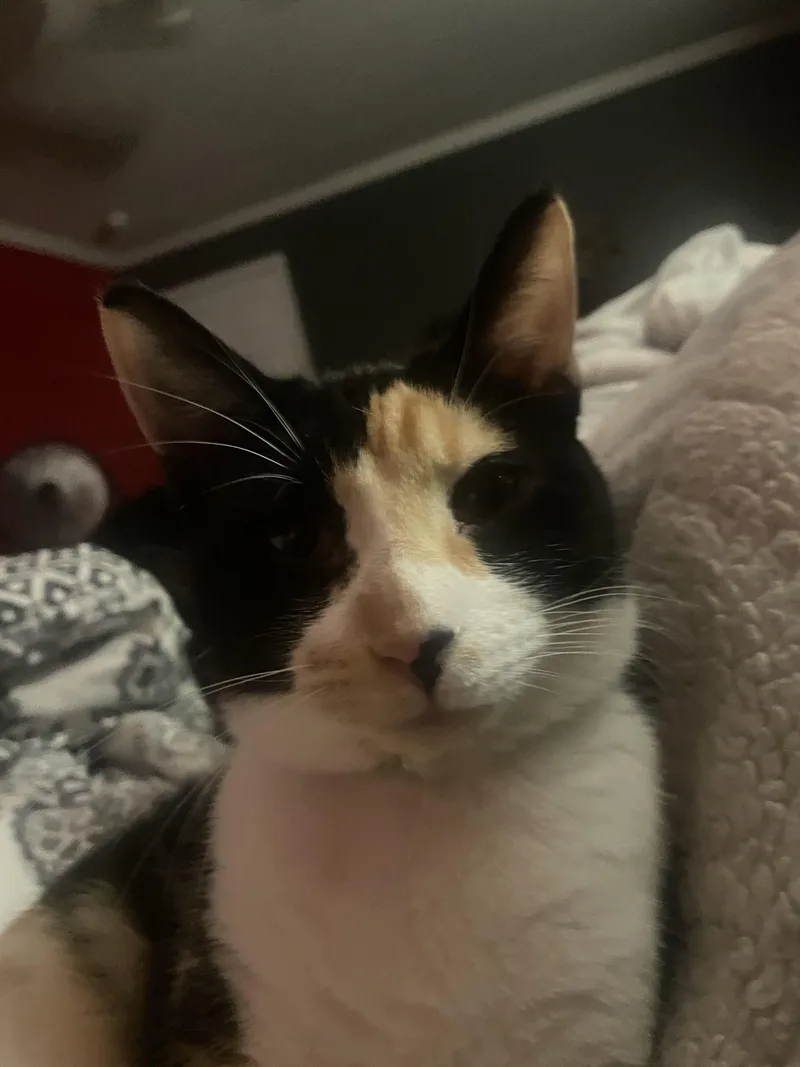A young small-sized female Calico Domestic Short Hair cat named Patches for adoption in Broken Arrow, OK