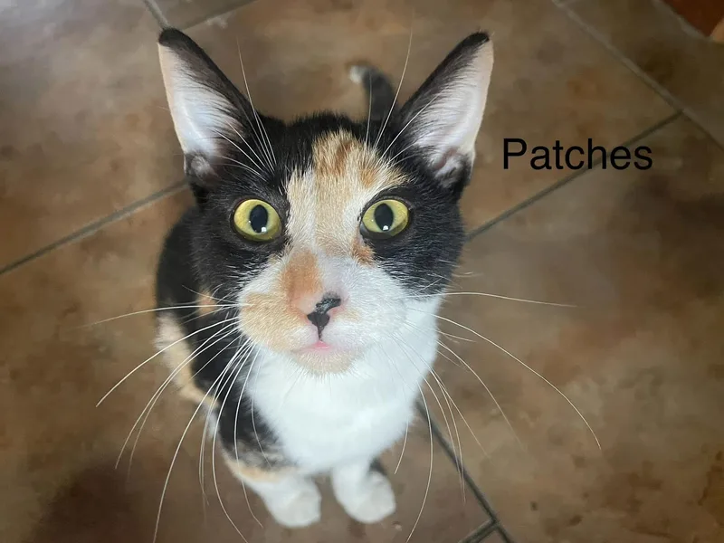 Patches thumbnail 2