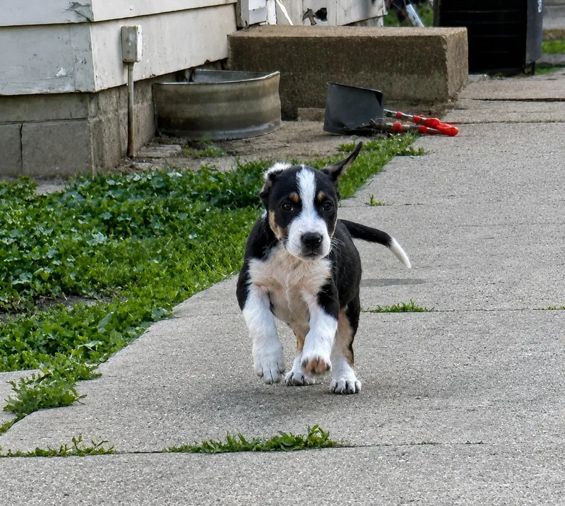 A baby medium-sized male Tricolor (Brown, Black, & White) Mixed Breed dog named Hayden for adoption in Kenosha, WI