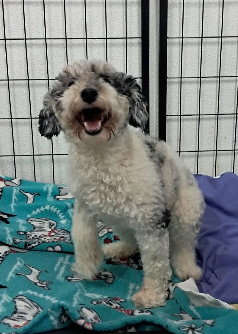 An adult small-sized female Poodle dog named Rainbow Punch for adoption in Mukwonago, WI