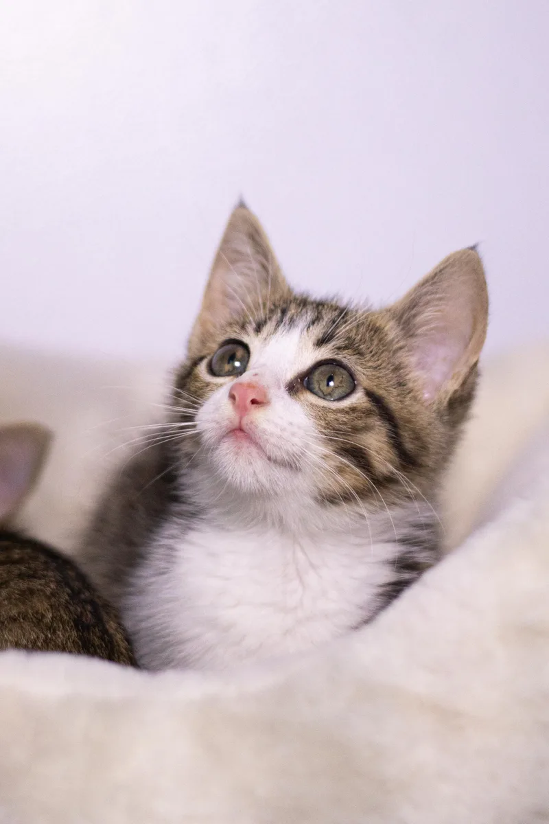 A baby medium-sized female Domestic Short Hair cat named Sansa for adoption in Collierville, TN