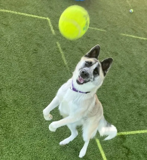 An adult large-sized male Siberian Husky dog named Nate for adoption in San Diego, CA