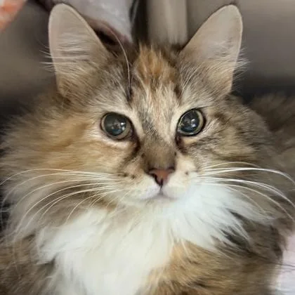An adult medium-sized female Calico Domestic Long Hair cat named Judith for adoption in Lansing, MI