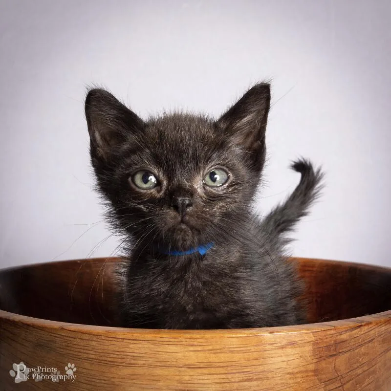 A young medium-sized male Black & White / Tuxedo Domestic Short Hair cat named Rex for adoption in Maryville, TN