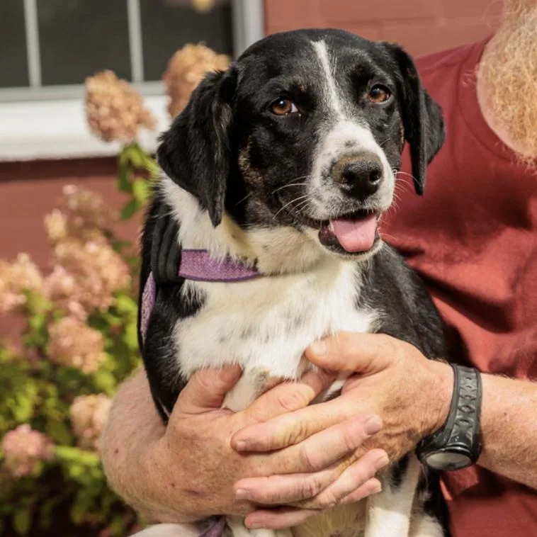 A young medium-sized female Pointer dog named Story for adoption in Chester Springs, PA
