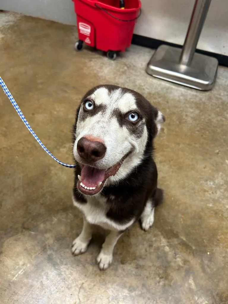 A young large-sized male Husky dog named David for adoption in Lockhart, TX