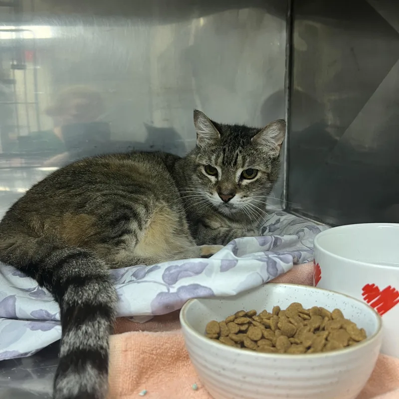 A senior medium-sized female Torbie Domestic Short Hair cat named Sally for adoption in Montville, NJ