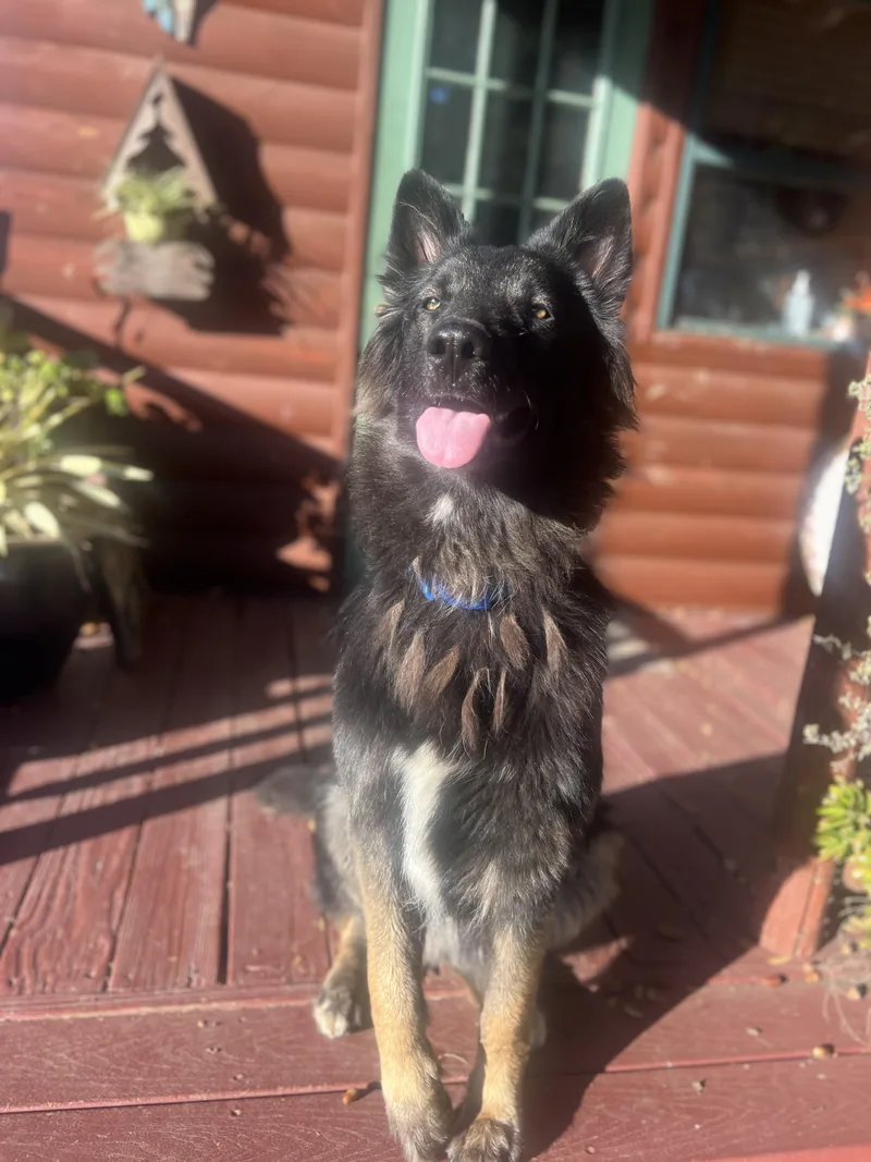 A young large-sized male Brown / Chocolate Belgian Shepherd / Tervuren dog named Liam for adoption in Oakland, CA