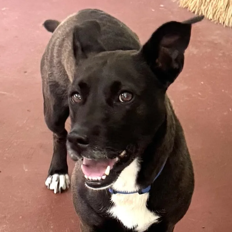 A young medium-sized female Brindle Basset Hound dog named Mollie s for adoption in Sequatchie, TN