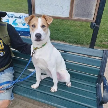 A young medium-sized female White / Cream Mixed Breed dog named Star for adoption in Kansas City, MO