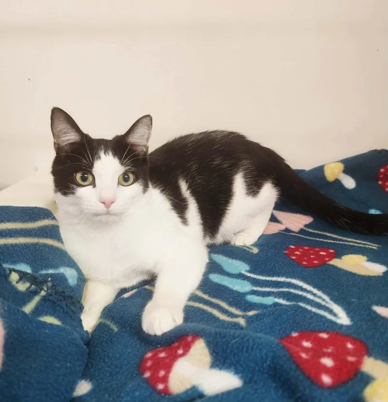 Dapper Dan thumbnail 2