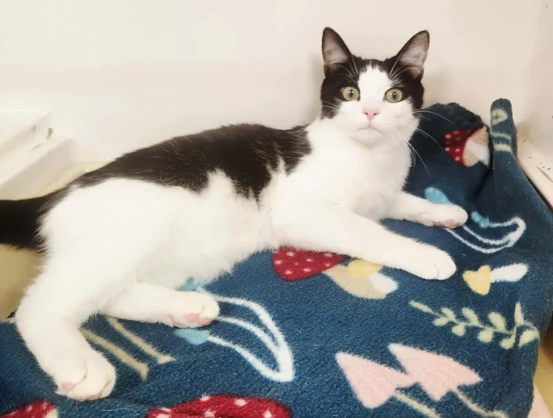 Dapper Dan thumbnail 3