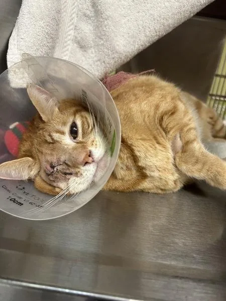 An adult medium-sized male Domestic Short Hair cat named Canelo for adoption in Vancouver, WA